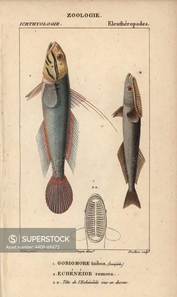 Blueband goby, Gobiomore taiboa, Valenciennea strigata, and shark sucker, sucking fish, remora, Echeneide, Remora remora. Handcoloured copperplate stipple engraving from Jussieu's "Dictionnaire des Sciences Naturelles" 1816-1830. The volumes on fish and reptiles were edited by Hippolyte Cloquet, natural historian and doctor of medicine. Illustration by J.G. Pretre, engraved by Prudhon, directed by Turpin, and published by F. G. Levrault. Jean Gabriel Pretre (1780~1845) was painter of natural history at Empress Josephine's zoo and later became artist to the Museum of Natural History.