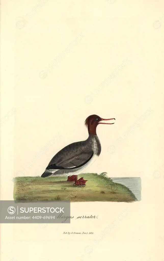 Red-breasted merganser (female), Mergus serrator. Handcoloured copperplate drawn and engraved by George Graves from his own "British Ornithology," Walworth, 1821. Graves was a bookseller, publisher, artist, engraver and colorist and worked on botanical and ornithological books.