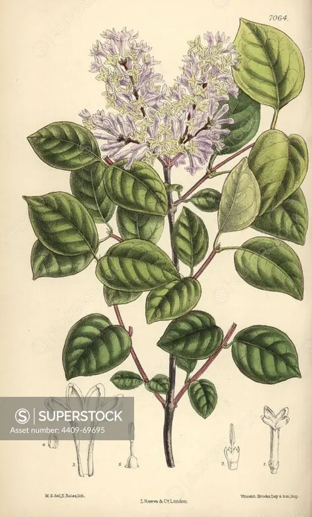 Syringa villosa, pale lilac flower from northern China. Hand-coloured botanical illustration drawn by Matilda Smith and lithographed by E. Bates from Joseph Dalton Hooker's "Curtis's Botanical Magazine," 1889, L. Reeve & Co. A second-cousin and pupil of Sir Joseph Dalton Hooker, Matilda Smith (1854-1926) was the main artist for the Botanical Magazine from 1887 until 1920 and contributed 2,300 illustrations.