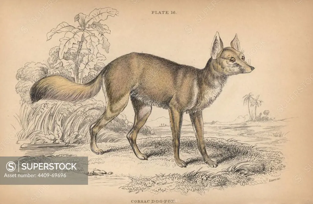 Corsac fox, Vulpes corsac. Handcoloured engraving on steel by William Lizars from a drawing by Colonel Charles Hamilton Smith from Sir William Jardine's "Naturalist's Library: Dogs" published by W. H. Lizars, Edinburgh, 1839.