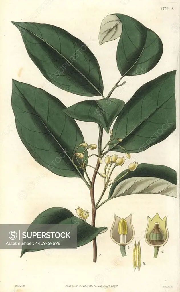 Myristica officinalis or Myristica fragrans. Aromatic, or the true nutmeg tree. Branch of the male tree, and sections of the male and female flowers.. Illustration by WJ Hooker, engraved by Swan. Handcolored copperplate engraving from William Curtis's "The Botanical Magazine" 1827.. William Jackson Hooker (1785-1865) was an English botanist, writer and artist. He was Regius Professor of Botany at Glasgow University, and editor of Curtis' "Botanical Magazine" from 1827 to 1865. In 1841, he was appointed director of the Royal Botanic Gardens at Kew, and was succeeded by his son Joseph Dalton. Hooker documented the fern and orchid crazes that shook England in the mid-19th century in books such as "Species Filicum" (1846) and "A Century of Orchidaceous Plants" (1849). A gifted botanical artist himself, he wrote and illustrated "Flora Exotica" (1823) and several volumes of the "Botanical Magazine" after 1827.