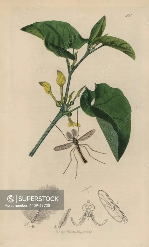 Tanypus nebulosus, Anatopynia nebulosa, Clouded-winged Midge, with common birthwort, Aristolochia clematitis. Handcoloured copperplate drawn and engraved by John Curtis for his own "British Entomology, being Illustrations and Descriptions of the Genera of Insects found in Great Britain and Ireland," London, 1834. Curtis (17911862) was an entomologist, illustrator, engraver and publisher. "British Entomology" was published from 1824 to 1839, and comprised 770 illustrations of insects and the plants upon which they are found.