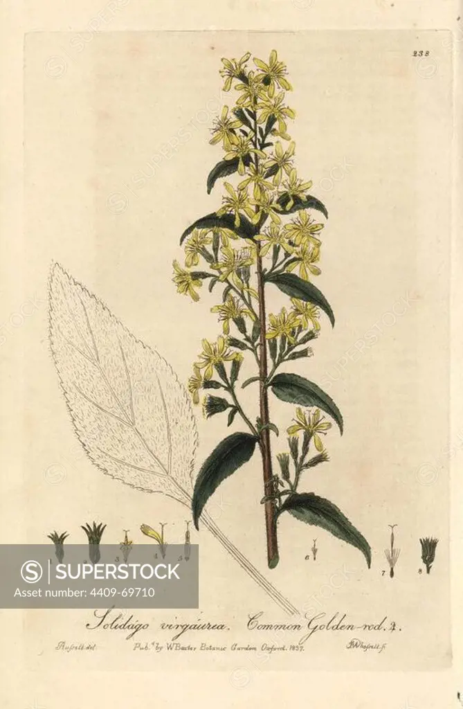 Common goldenrod, Solidago virgaurea. Handcoloured copperplate engraving by J. Whessell from a drawing by Isaac Russell from William Baxter's "British Phaenogamous Botany" 1837. Scotsman William Baxter (1788-1871) was the curator of the Oxford Botanic Garden from 1813 to 1854.