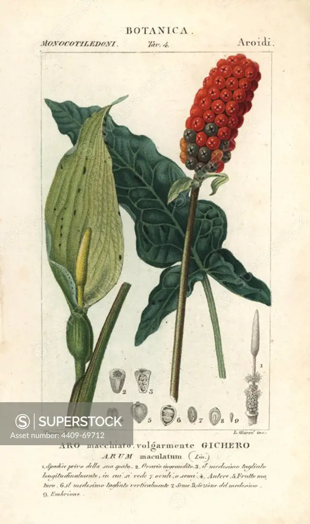 Lords and ladies, Arum maculatum. Handcoloured copperplate stipple engraving from Jussieu's "Dictionary of Natural Science," Florence, Italy, 1837. Illustration engraved by Giare, drawn by Pierre Jean-Francois Turpin, and published by Batelli e Figli. Turpin (1775-1840) is considered one of the greatest French botanical illustrators of the 19th century.