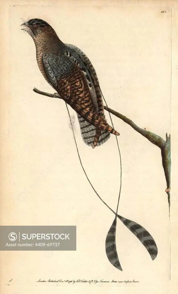 Standard-winged nightjar, Macrodipteryx longipennis. Illustration signed S (George Shaw). Handcolored copperplate engraving from George Shaw and Frederick Nodder's "The Naturalist's Miscellany" 1796.. Frederick Polydore Nodder (1751~1801) was a gifted natural history artist and engraver. Nodder honed his draftsmanship working on Captain Cook and Joseph Banks' Florilegium and engraving Sydney Parkinson's sketches of Australian plants. He was made "botanic painter to her majesty" Queen Charlotte in 1785. Nodder also drew the botanical studies in Thomas Martyn's Flora Rustica (1792) and 38 Plates (1799). Most of the 1,064 illustrations of animals, birds, insects, crustaceans, fishes, marine life and microscopic creatures for the Naturalist's Miscellany were drawn, engraved and published by Frederick Nodder's family. Frederick himself drew and engraved many of the copperplates until his death. His wife Elizabeth is credited as publisher on the volumes after 1801. Their son Richard Polydor