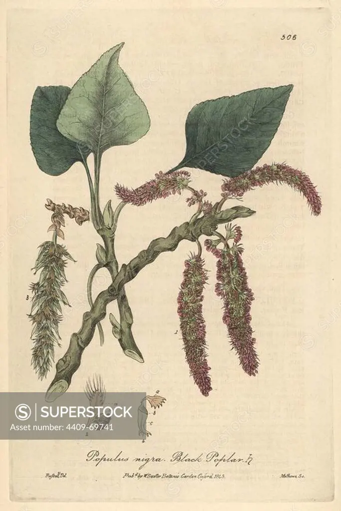 Black poplar tree, Populus nigra. Handcoloured copperplate engraved by Charles Mathews from a drawing by Isaac Russell from William Baxter's "British Phaenogamous Botany," Oxford, 1843. Scotsman William Baxter (1788-1871) was the curator of the Oxford Botanic Garden from 1813 to 1854.