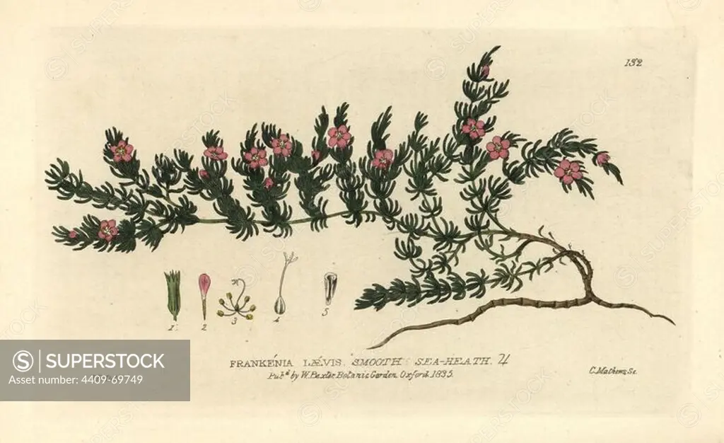 Smooth sea-heath, Frankenia laevis. Handcoloured copperplate engraving by Charles Mathews of a drawing by Isaac Russell from William Baxter's "British Phaenogamous Botany" 1835. Scotsman William Baxter (1788-1871) was the curator of the Oxford Botanic Garden from 1813 to 1854.