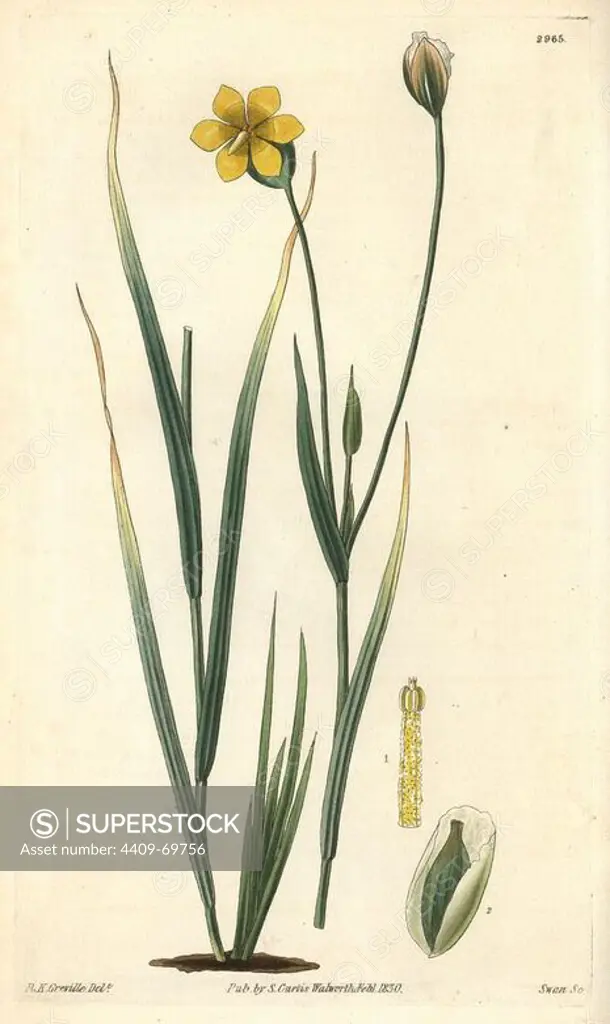 Long-stalked sisyrinchium, Solenomelus pedunculatus or Sisyrinchium pedunculatum. Illustration by R. K. Greville, engraved by Swan. Handcolored copperplate engraving from William Curtis's "The Botanical Magazine," Samuel Curtis, 1830. Hooker (1785-1865) was an English botanist, writer and artist. He was Regius Professor of Botany at Glasgow University, and editor of Curtis' "Botanical Magazine" from 1827 to 1865. In 1841, he was appointed director of the Royal Botanic Gardens at Kew, and was succeeded by his son Joseph Dalton. Hooker documented the fern and orchid crazes that shook England in the mid-19th century in books such as "Species Filicum" (1846) and "A Century of Orchidaceous Plants" (1849). A gifted botanical artist himself, he wrote and illustrated "Flora Exotica" (1823) and several volumes of the "Botanical Magazine" after 1827.