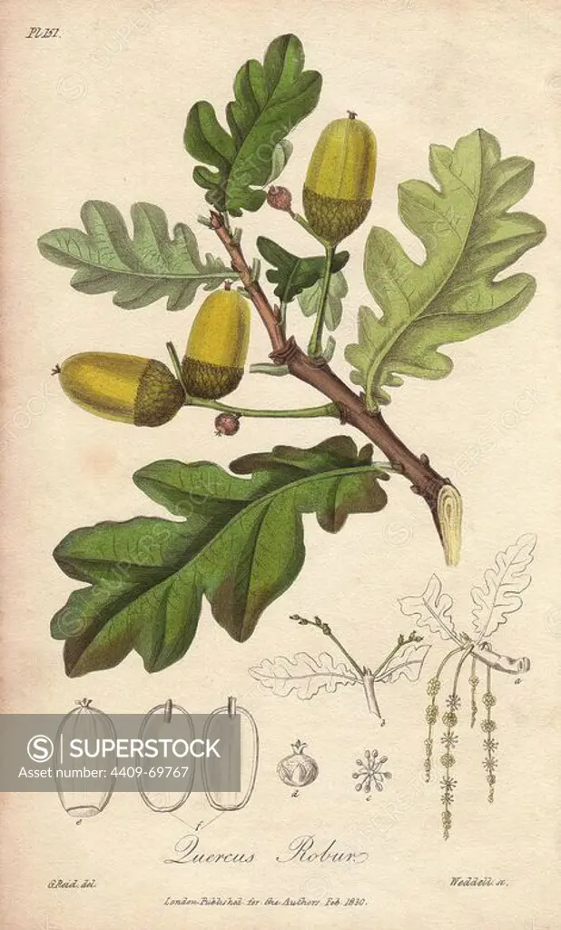 English oak tree, Quercus robur. Handcoloured botanical illustration drawn by G. Reid and engraved on steel by Weddell from John Stephenson and James Morss Churchill's "Medical Botany: or Illustrations and descriptions of the medicinal plants of the London, Edinburgh, and Dublin pharmacopias," John Churchill, London, 1831.