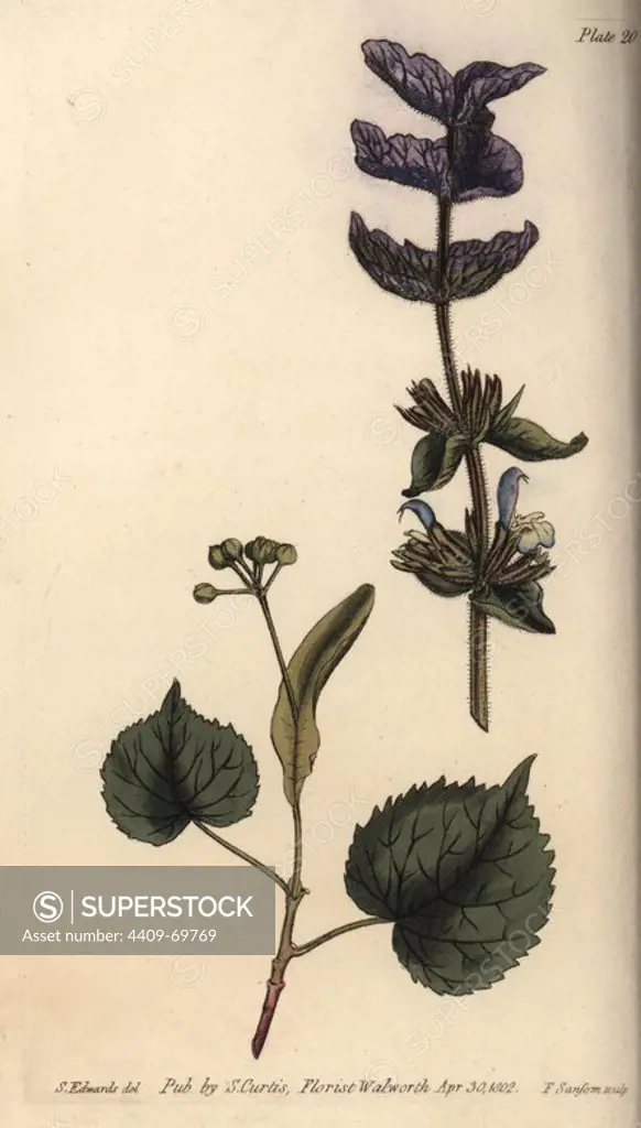 Floral leaves bractea of the purple top'd clary Salvia viridis and lime Tilia tomentosa. Handcoloured copperplate engraving of a botanical illustration by Sydenham Edwards for William Curtis's "Lectures on Botany, as delivered in the Botanic Garden at Lambeth," 1805. Edwards (1768-1819) was the artist of thousands of botanical plates for Curtis' "Botanical Magazine" and his own "Botanical Register.".