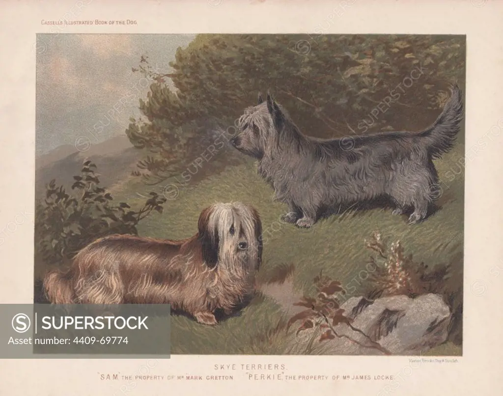 Skye Terriers "Sam" and "Perkie." Fine chromolithograph from Cassell's "Illustrated Book of the Dog" 1881. Author Vero Kemball Shaw (1854-1905) wrote many books about dogs and horses, and encyclopedic guides to kennels, stables and poultry yards.
