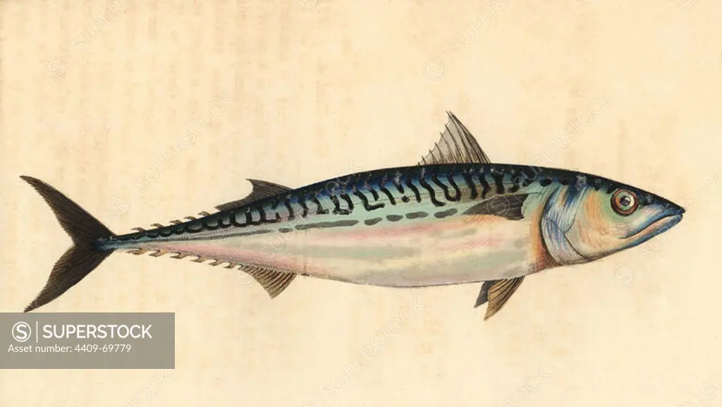Atlantic mackerel, Scomber scombrus. Illustration drawn and engraved by Richard Polydore Nodder. Handcolored copperplate engraving from George Shaw and Frederick Nodder's "The Naturalist's Miscellany" 1812. Most of the 1,064 illustrations of animals, birds, insects, crustaceans, fishes, marine life and microscopic creatures for the Naturalist's Miscellany were drawn by George Shaw, Frederick Nodder and Richard Nodder, and engraved and published by the Nodder family. Frederick drew and engraved many of the copperplates until his death around 1800, and son Richard (1774~1823) was responsible for the plates signed RN or RPN. Richard exhibited at the Royal Academy and became botanic painter to King George III.