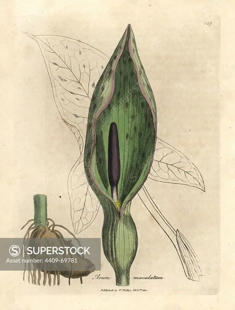 Root tuber, purple flower spadix and leaf outline of the common arum, Arum maculatum. Handcolored copperplate engraving from a botanical illustration by James Sowerby from William Woodville and Sir William Jackson Hooker's "Medical Botany" 1832. The tireless Sowerby (1757-1822) drew over 2,500 plants for Smith's mammoth "English Botany" (1790-1814) and 440 mushrooms for "Coloured Figures of English Fungi " (1797) among many other works.
