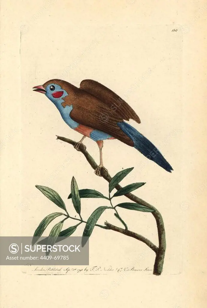Red-cheeked cordon-blue, Uraeginthus bengalus. Illustration signed SN (George Shaw and Frederick Nodder).. Handcolored copperplate engraving from George Shaw and Frederick Nodder's "The Naturalist's Miscellany" 1793.. Frederick Polydore Nodder (1751~1801) was a gifted natural history artist and engraver. Nodder honed his draftsmanship working on Captain Cook and Joseph Banks' Florilegium and engraving Sydney Parkinson's sketches of Australian plants. He was made "botanic painter to her majesty" Queen Charlotte in 1785. Nodder also drew the botanical studies in Thomas Martyn's Flora Rustica (1792) and 38 Plates (1799). Most of the 1,064 illustrations of animals, birds, insects, crustaceans, fishes, marine life and microscopic creatures for the Naturalist's Miscellany were drawn, engraved and published by Frederick Nodder's family. Frederick himself drew and engraved many of the copperplates until his death. His wife Elizabeth is credited as publisher on the volumes after 1801. Their so