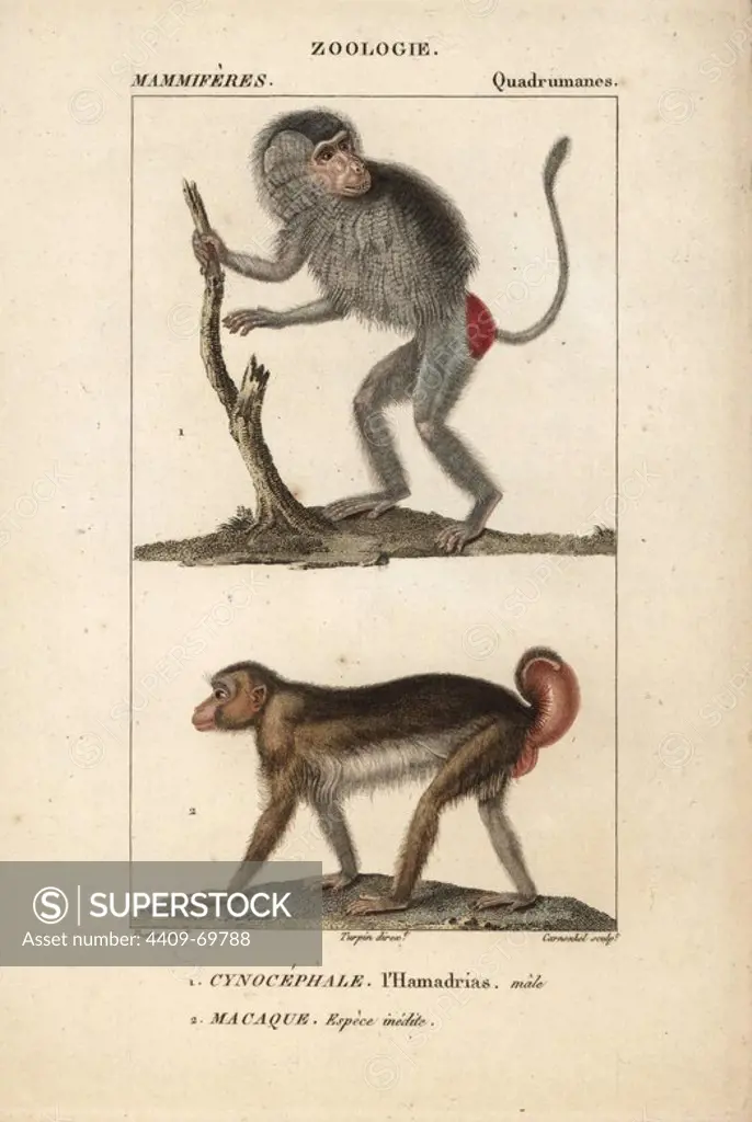 Male Hamadryas baboon, Papio hamadryas, and unspecified macaque, Macaca. Handcoloured copperplate stipple engraving from Frederic Cuvier's "Dictionary of Natural Science: Mammals," Paris, France, 1816. Illustration by J. G. Pretre, engraved by Carnonkel, directed by Pierre Jean-Francois Turpin, and published by F.G. Levrault. Jean Gabriel Pretre (1780~1845) was painter of natural history at Empress Josephine's zoo and later became artist to the Museum of Natural History. Turpin (1775-1840) is considered one of the greatest French botanical illustrators of the 19th century.