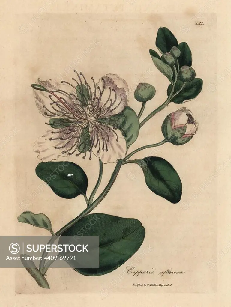 White flowered caper bush, Capparis spinosa. Handcolored copperplate engraving from a botanical illustration by James Sowerby from William Woodville and Sir William Jackson Hooker's "Medical Botany" 1832. The tireless Sowerby (1757-1822) drew over 2,500 plants for Smith's mammoth "English Botany" (1790-1814) and 440 mushrooms for "Coloured Figures of English Fungi " (1797) among many other works.