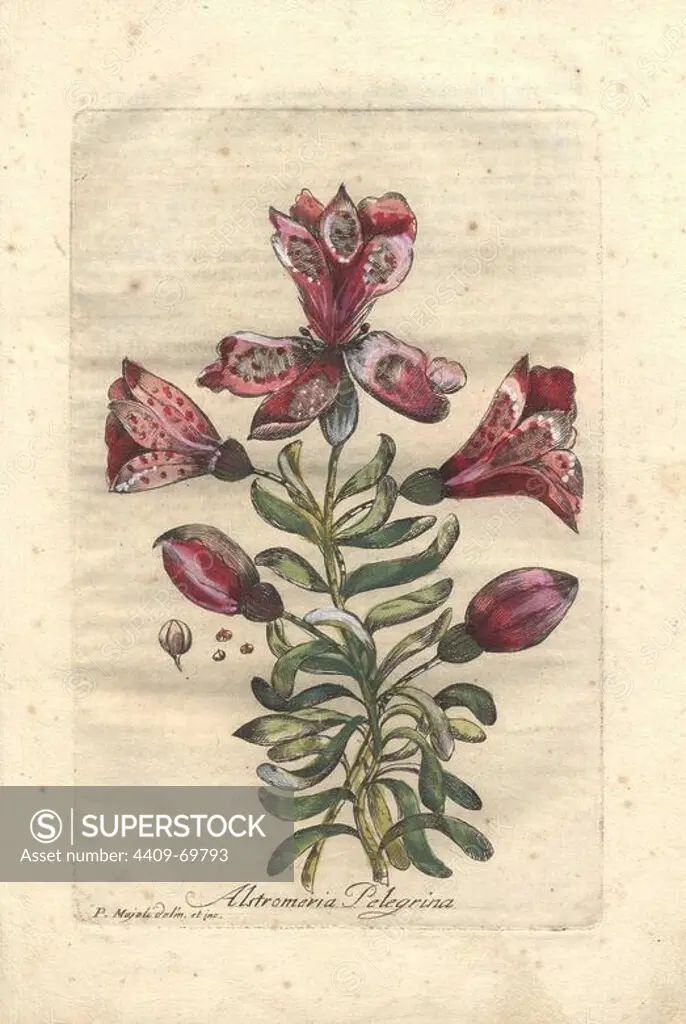 Alstromeria pelegrina or Inca lily from Peru and Chile. Handcolored copperplate engraving by Majoli from John Hill's "Decade of Curious and Elegant Trees and Plants" (1786). It had first been published in London in 1773. The new edition had 10 hand-coloured botanical plates by P. Maioli (Majoli) engraved by Giuseppe Bianchi and depicted unusual plants such as carnivorous pitcher plants and Venus flytraps for the first time.