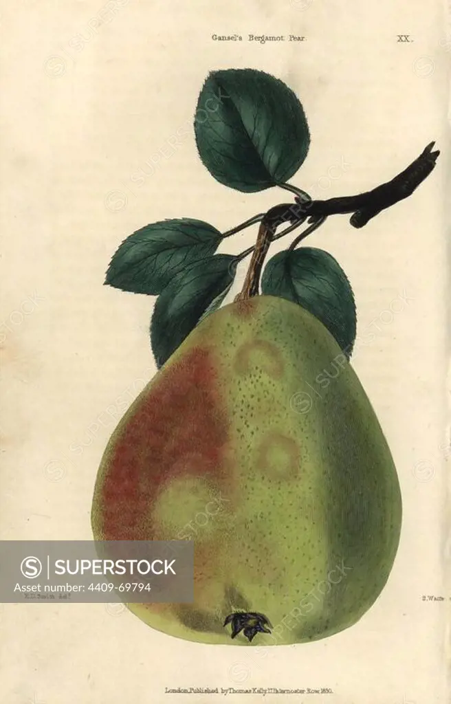 Ripe fruit and leaves of Gansel's Bergamot pear, Pyrus communis. Hand-colored illustration by Edwin Dalton Smith engraved by Watts from Charles McIntosh's "Flora and Pomona" 1829. McIntosh (1794-1864) was a Scottish gardener to European aristocracy and royalty, and author of many book on gardening. E.D. Smith was a botanical artist who drew for Robert Sweet, Benjamin Maund, etc.