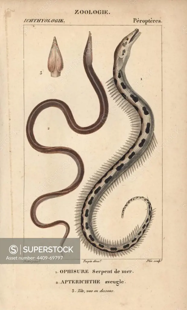Serpent eel, ophisure, serpent de mer, Ophisurus serpens, and European moray eel, Apterichthe aveugle, Muraena helena. Handcoloured copperplate stipple engraving from Jussieu's "Dictionnaire des Sciences Naturelles" 1816-1830. The volumes on fish and reptiles were edited by Hippolyte Cloquet, natural historian and doctor of medicine. Illustration by J.G. Pretre, engraved by Plee, directed by Turpin, and published by F. G. Levrault. Jean Gabriel Pretre (1780~1845) was painter of natural history at Empress Josephine's zoo and later became artist to the Museum of Natural History.