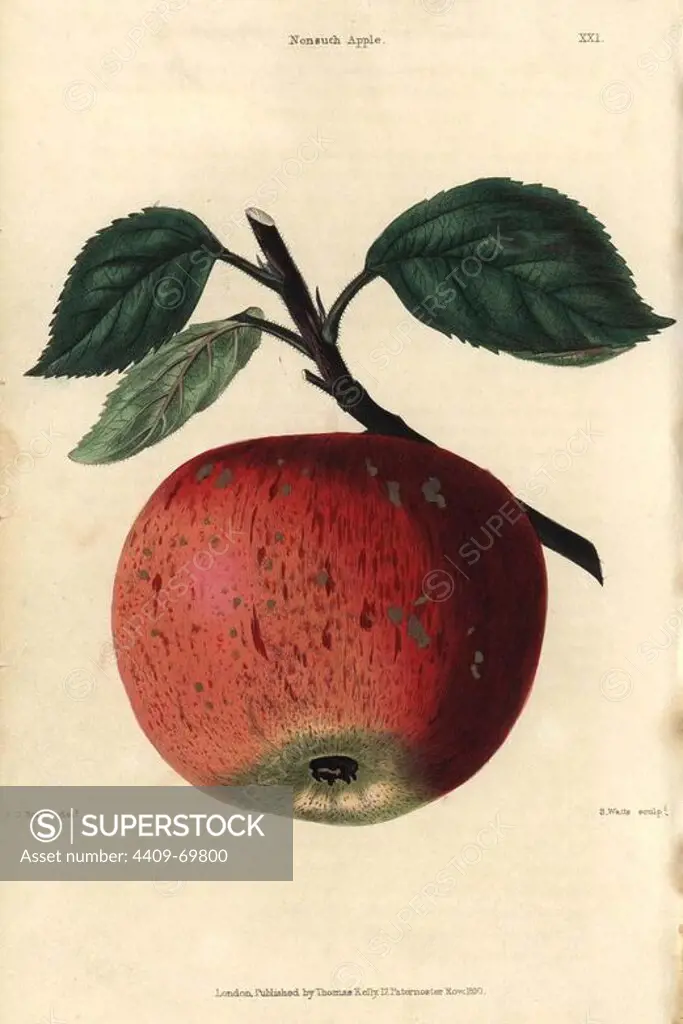 Ripe fruit and leaves of the Nonsuch apple, Malus domestica. Hand-colored illustration by Edwin Dalton Smith engraved by Watts from Charles McIntosh's "Flora and Pomona" 1829. McIntosh (1794-1864) was a Scottish gardener to European aristocracy and royalty, and author of many book on gardening. E.D. Smith was a botanical artist who drew for Robert Sweet, Benjamin Maund, etc.