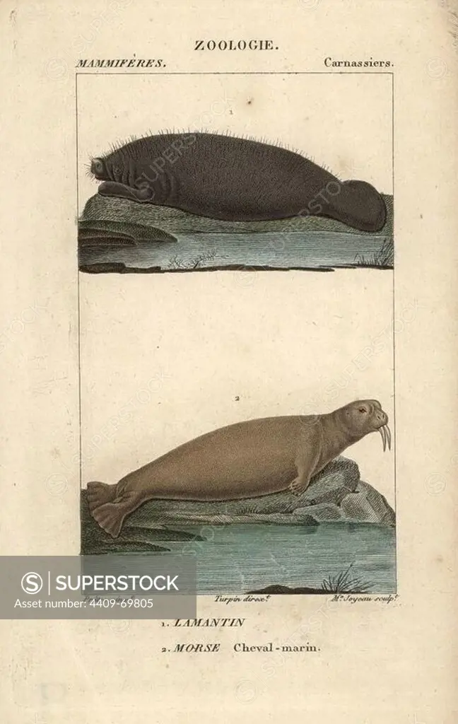 Walrus, Odobenus rosmarus, and West Indian manatee, Trichechus manatus (vulnerable). Handcoloured copperplate stipple engraving from Frederic Cuvier's "Dictionary of Natural Science: Mammals," Paris, France, 1816. Illustration by J. G. Pretre, engraved by Madame Joyeau, directed by Pierre Jean-Francois Turpin, and published by F.G. Levrault. Jean Gabriel Pretre (1780~1845) was painter of natural history at Empress Josephine's zoo and later became artist to the Museum of Natural History. Turpin (1775-1840) is considered one of the greatest French botanical illustrators of the 19th century.
