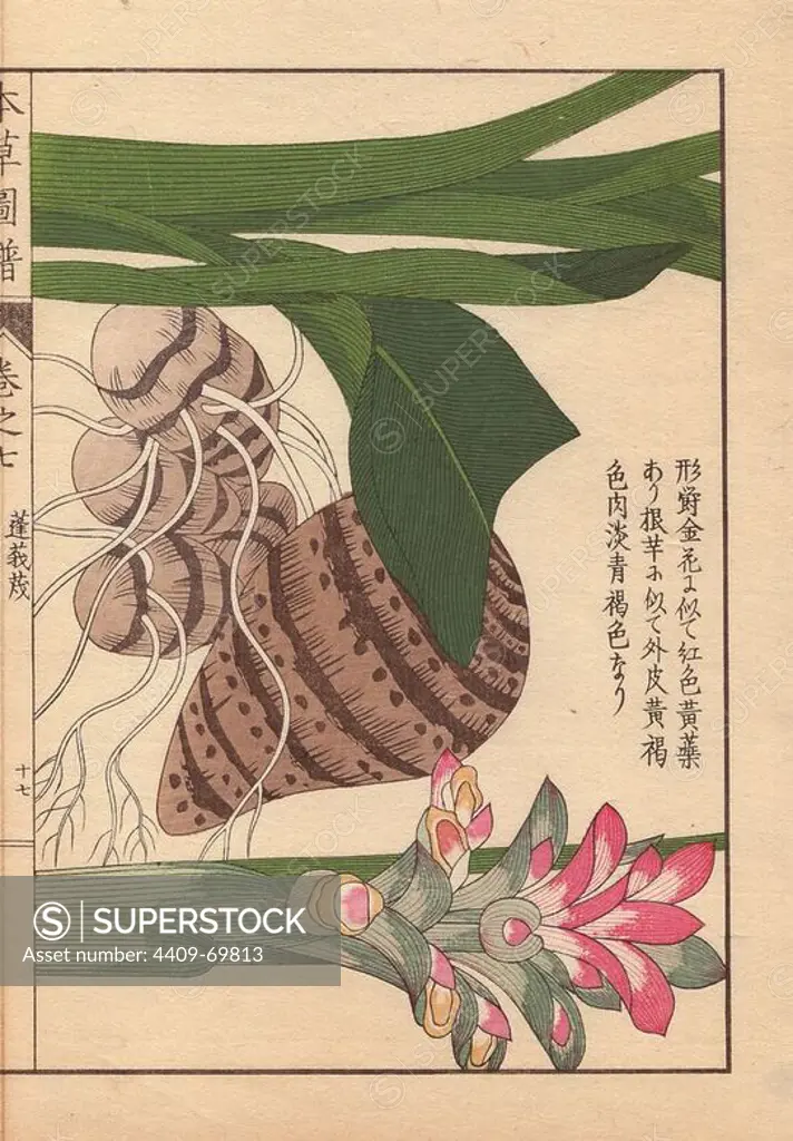 Pink inflorescence and brown rhizome of round turmeric, Curcuma rotunda (Zingiberacea), used in Chinese medicine and Indian Ayurveda.. Colour-printed woodblock engraving by Kan'en Iwasaki from "Honzo Zufu," an Illustrated Guide to Medicinal Plants, 1884. Iwasaki (1786-1842) was a Japanese botanist, entomologist and zoologist. He was one of the first Japanese botanists to incorporate western knowledge into his studies.