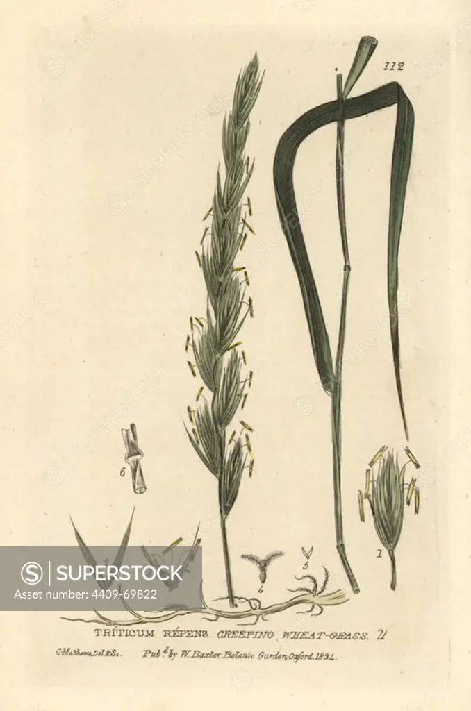 Creeping wheat grass, Triticum repens. Handcoloured copperplate drawn and engraved by Charles Mathews from William Baxter's "British Phaenogamous Botany" 1834. Scotsman William Baxter (1788-1871) was the curator of the Oxford Botanic Garden from 1813 to 1854.