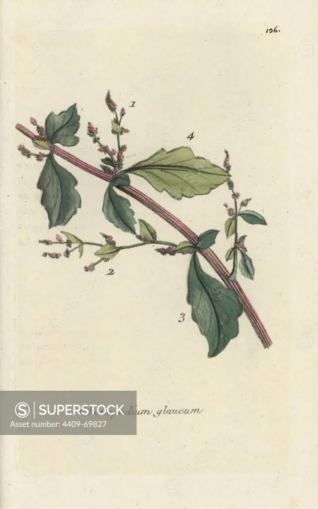 Oak-leaved goosefoot, Chenopodium glaucum. Handcoloured botanical drawn and engraved by Pierre Bulliard from his own "Flora Parisiensis," 1776, Paris, P. F. Didot. Pierre Bulliard (1752-1793) was a famous French botanist who pioneered the three-colour-plate printing technique. His introduction to the flowers of Paris included 640 plants.