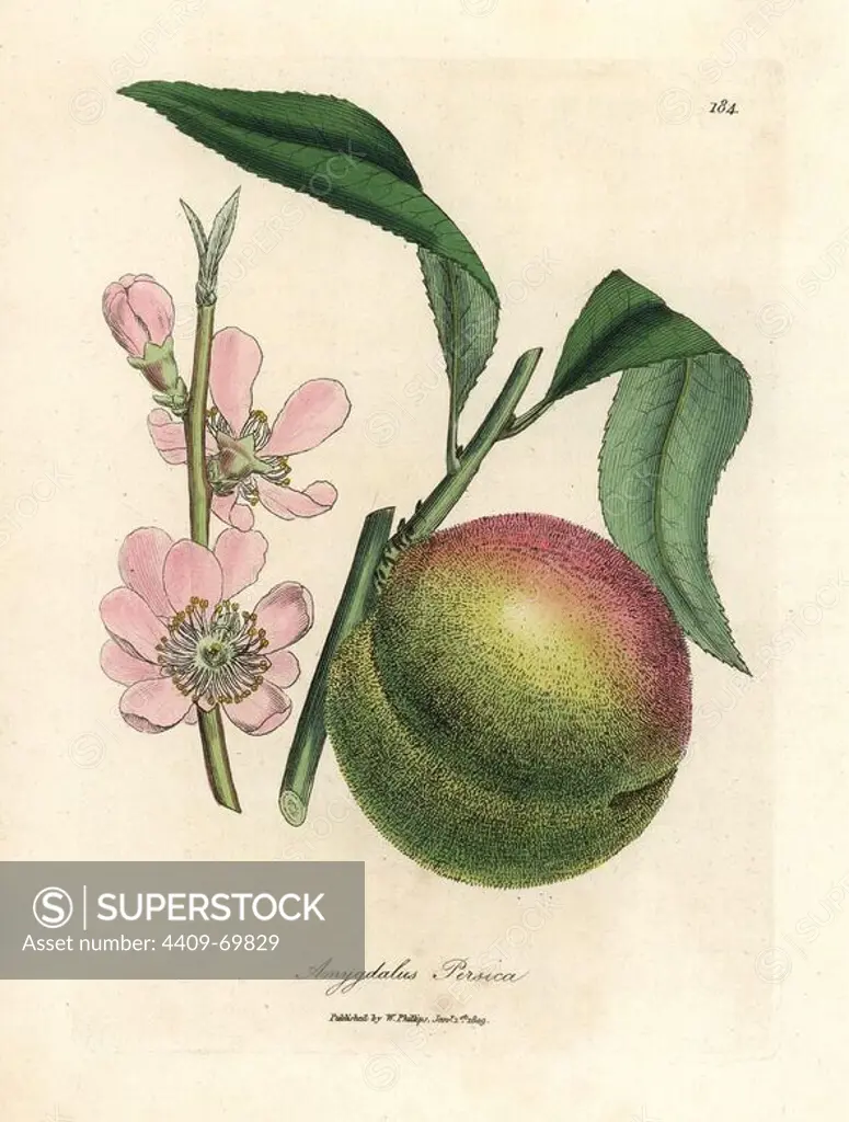 Peach tree with ripe fruit and pink blossom, Amygdalus persica. Handcolored copperplate engraving from a botanical illustration by James Sowerby from William Woodville and Sir William Jackson Hooker's "Medical Botany" 1832. The tireless Sowerby (1757-1822) drew over 2,500 plants for Smith's mammoth "English Botany" (1790-1814) and 440 mushrooms for "Coloured Figures of English Fungi " (1797) among many other works.