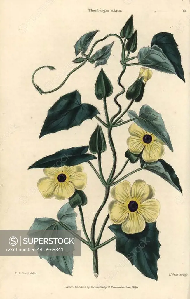 Yellow flowers and leaves of Black-eyed Susan vine, Thunbergia alata. Hand-colored illustration by E.D. Smith engraved by Watts from Charles McIntosh's "Flora and Pomona" 1829. McIntosh (1794-1864) was a Scottish gardener to European aristocracy and royalty, and author of many book on gardening. E.D. Smith was a botanical artist who drew for Robert Sweet, Benjamin Maund, etc.