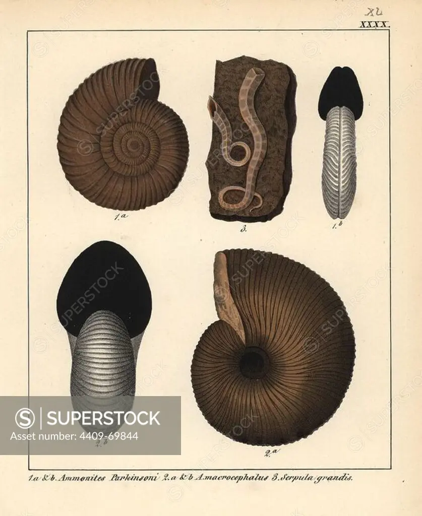 Extinct fossil gastropods: Ammonites Parkinsoni, A. macrocephalus, Serpula grandis. Handcoloured lithograph by an unknown artist from Dr. F.A. Schmidt's "Petrefactenbuch," published in Stuttgart, Germany, 1855 by Verlag von Krais & Hoffmann. Dr. Schmidt's "Book of Petrification" introduced fossils and palaeontology to both the specialist and general reader.