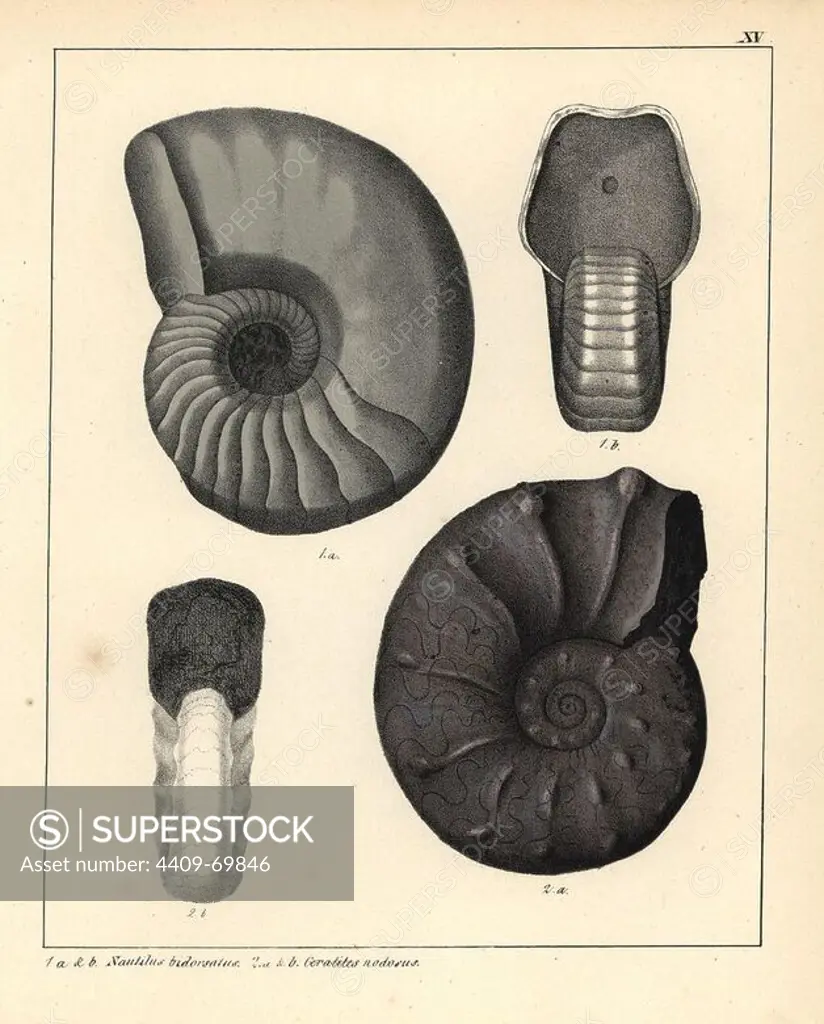 Fossils of extinct ammonite cephalopods: extinct species of Nautilus bidorsatus, and the Ceratites nodosus. The nautilus has changed little over the past 500 million years. Handcoloured lithograph by an unknown artist from Dr. F.A. Schmidt's "Petrefactenbuch," published in Stuttgart, Germany, 1855 by Verlag von Krais & Hoffmann. Dr. Schmidt's "Book of Petrification" introduced fossils and palaeontology to both the specialist and general reader.
