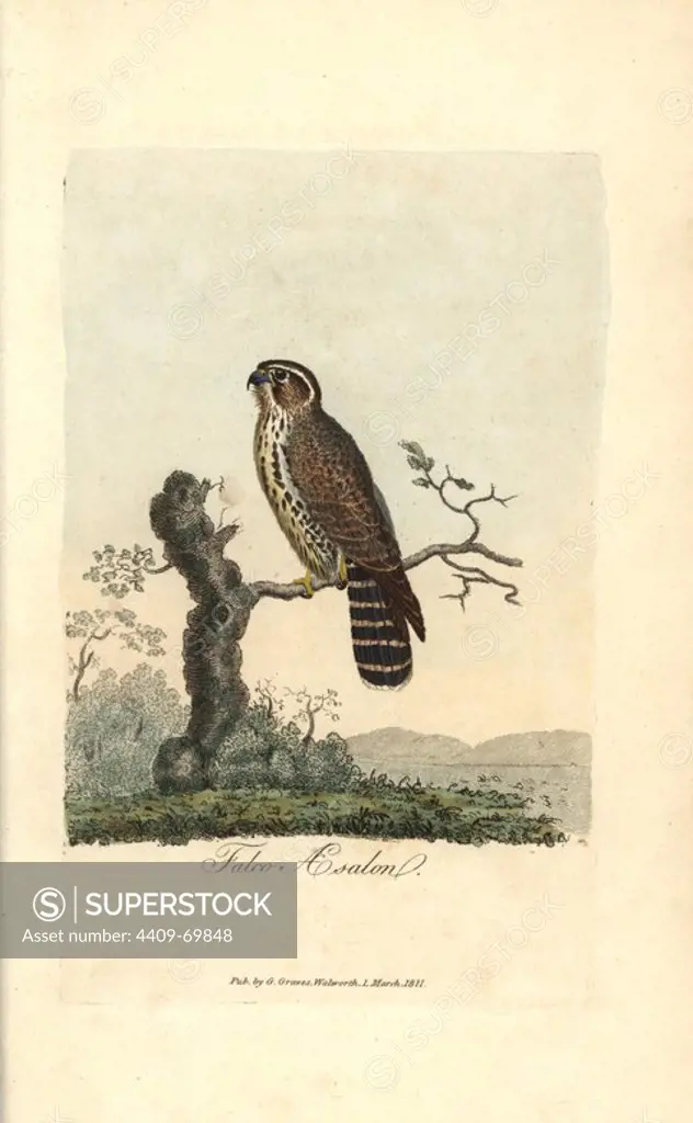 Merlin, Falco aesalon, Falco columbarius. Handcoloured copperplate engraving by George Graves from "British Ornithology" 1811. Graves was a bookseller, publisher, artist, engraver and colorist and worked on botanical and ornithological books.