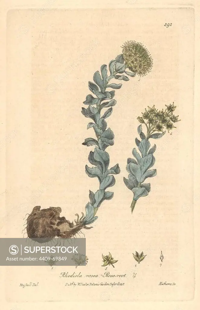 Rose root, Rhodiola rosea. Handcoloured copperplate engraved by Charles Mathews from a drawing by Isaac Russell from William Baxter's "British Phaenogamous Botany," Oxford, 1840. Scotsman William Baxter (1788-1871) was the curator of the Oxford Botanic Garden from 1813 to 1854.