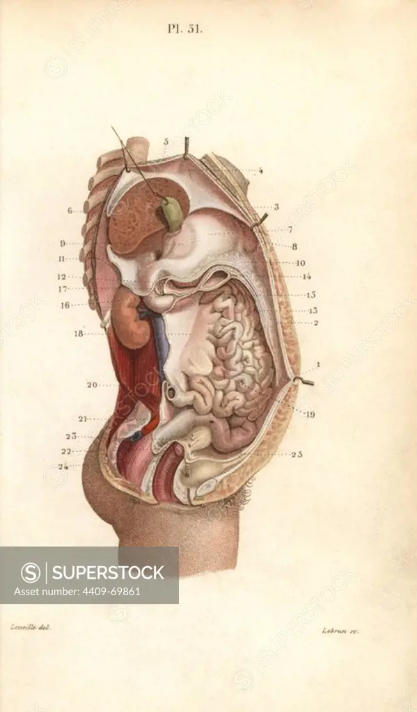 Section through the abdomen. Handcolored steel engraving by Lebrun of a drawing by Leveille from Dr. Joseph Nicolas Masse's "Petit Atlas complet d'Anatomie descriptive du Corps Humain," Paris, 1864, published by Mequignon-Marvis. Masse's "Pocket Anatomy of the Human Body" was first published in 1848 and went through many editions.