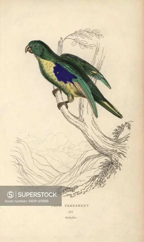 Cape parakeet, Psittacus capensis. Hand-coloured steel engraving by Joseph Kidd from Sir Thomas Dick Lauder and Captain Thomas Brown's "Miscellany of Natural History: Parrots," Edinburgh, 1833. The Miscellany was intended to be a multi-volume series, but was brought to an abrupt halt after only the second volume on cats when John Audubon complained about the unauthorized use of his illustrations.