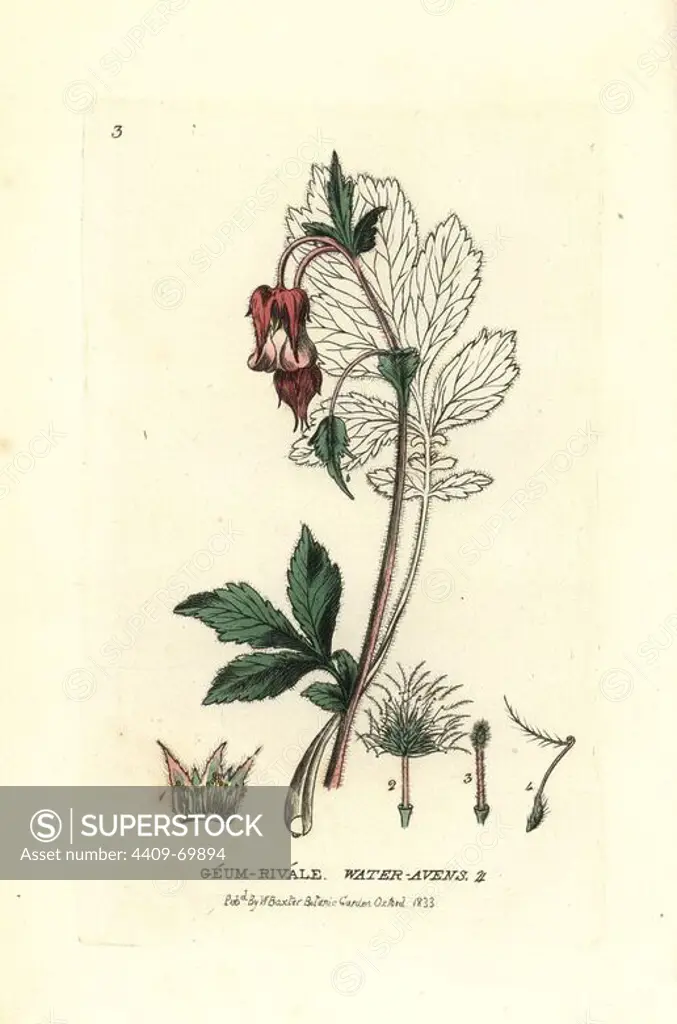 Water avens, Geum rivale. Handcoloured copperplate engraving from a drawing by Isaac Russell from William Baxter's "British Phaenogamous Botany" 1834. Scotsman William Baxter (1788-1871) was the curator of the Oxford Botanic Garden from 1813 to 1854.