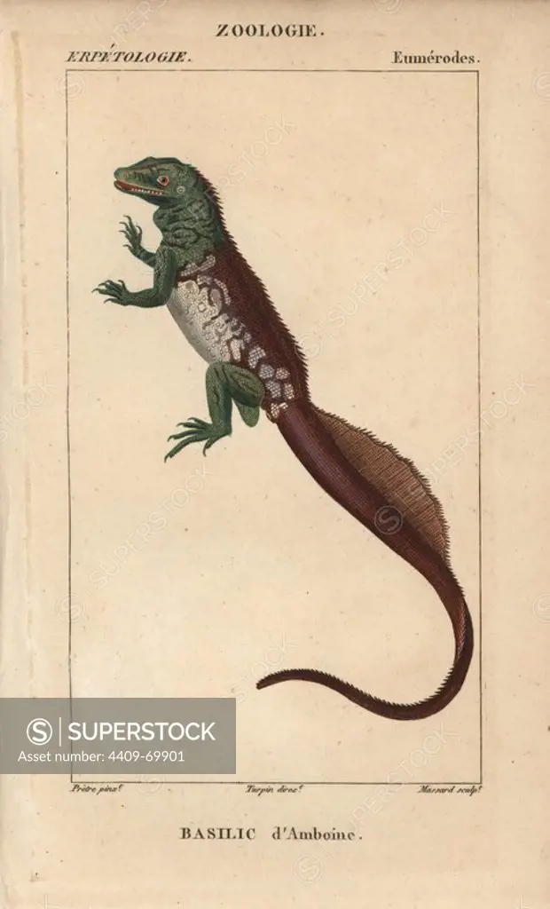 Amboina sailfin lizard, Basilic d'Amboine, Hydrosaurus amboinensis. Handcoloured copperplate stipple engraving from Jussieu's "Dictionnaire des Sciences Naturelles" 1816-1830. The volumes on fish and reptiles were edited by Hippolyte Cloquet, natural historian and doctor of medicine. Illustration by J.G. Pretre, engraved by Massard, directed by Turpin, and published by F. G. Levrault. Jean Gabriel Pretre (1780~1845) was painter of natural history at Empress Josephine's zoo and later became artist to the Museum of Natural History.