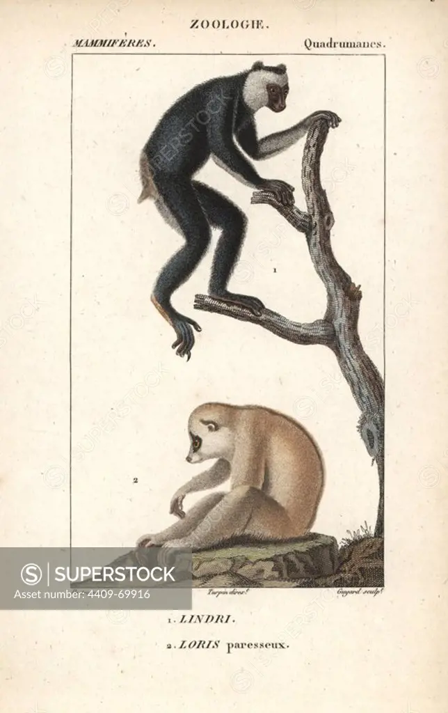 Indri or babakoto, Indri indri (endangered) and Sunda slow loris, Nycticebus coucang (vulnerable). Handcoloured copperplate stipple engraving from Frederic Cuvier's "Dictionary of Natural Science: Mammals," Paris, France, 1816. Illustration by J. G. Pretre, engraved by Guyard, directed by Pierre Jean-Francois Turpin, and published by F.G. Levrault. Jean Gabriel Pretre (1780~1845) was painter of natural history at Empress Josephine's zoo and later became artist to the Museum of Natural History. Turpin (1775-1840) is considered one of the greatest French botanical illustrators of the 19th century.