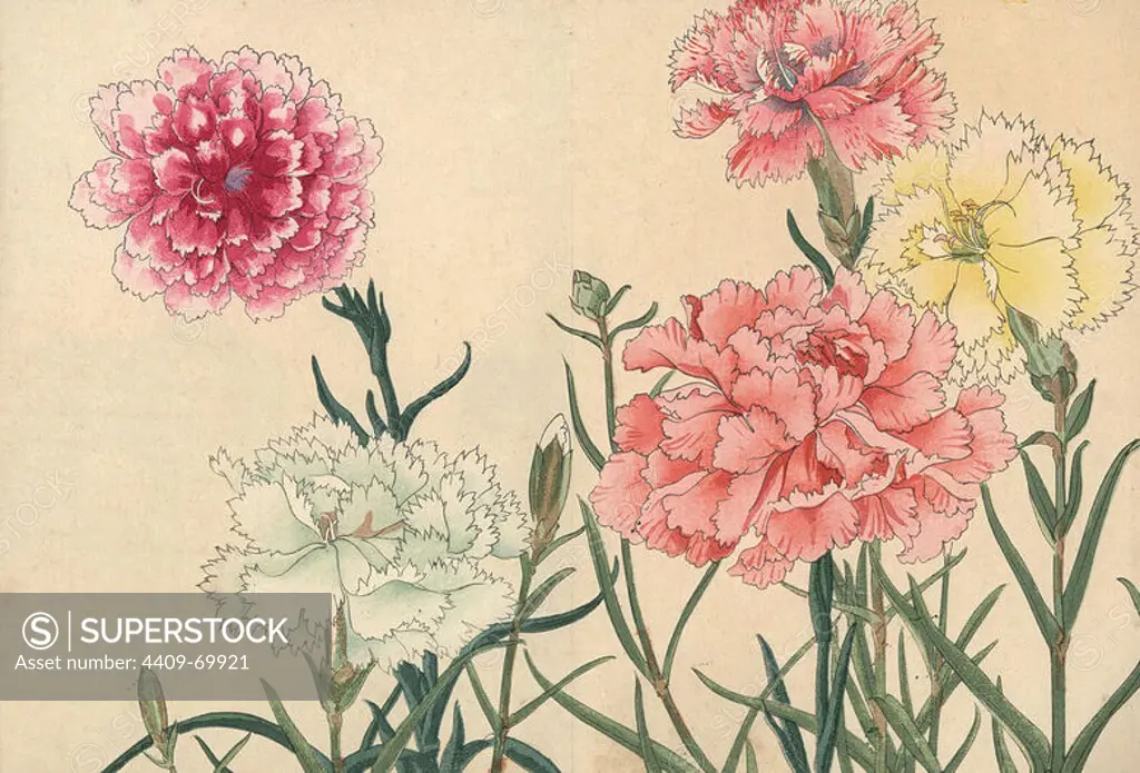 Carnations, Dianthus caryophyllus. Handcoloured woodblock print from Konan Tanigami's "Seiyou Sokazufu" (Pictorial Album of Western Plants and Flowers: Summer), Unsodo, Kyoto, 1917. Tanigami (1879-1928) depicted 125 varieties of garden plants through the four seasons.