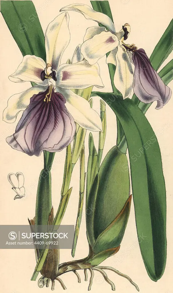 Showy miltonia orchid, Miltonia spectabilis. Hand-coloured botanical illustration drawn and lithographed by Walter Hood Fitch for Sir William Jackson Hooker's "Curtis's Botanical Magazine," London, Reeve Brothers, 1846. Fitch (1817~1892) was a tireless Scottish artist who drew over 2,700 lithographs for the "Botanical Magazine" starting from 1834.