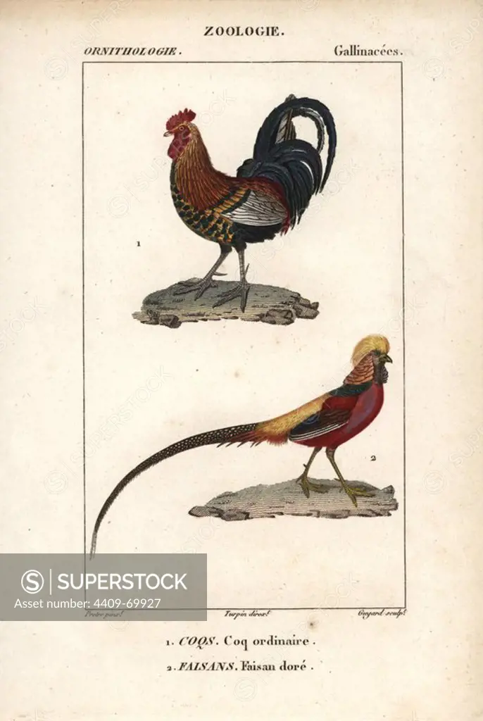 Red jungle fowl, Gallus gallus, and golden or Chinese pheasant, Chrysolophus pictus. Handcoloured copperplate stipple engraving from Dumont de Sainte-Croix's "Dictionary of Natural Science: Ornithology," Paris, France, 1816-1830. Illustration by J. G. Pretre, engraved by Guyard, directed by Pierre Jean-Francois Turpin, and published by F.G. Levrault. Jean Gabriel Pretre (1780~1845) was painter of natural history at Empress Josephine's zoo and later became artist to the Museum of Natural History. Turpin (1775-1840) is considered one of the greatest French botanical illustrators of the 19th century.