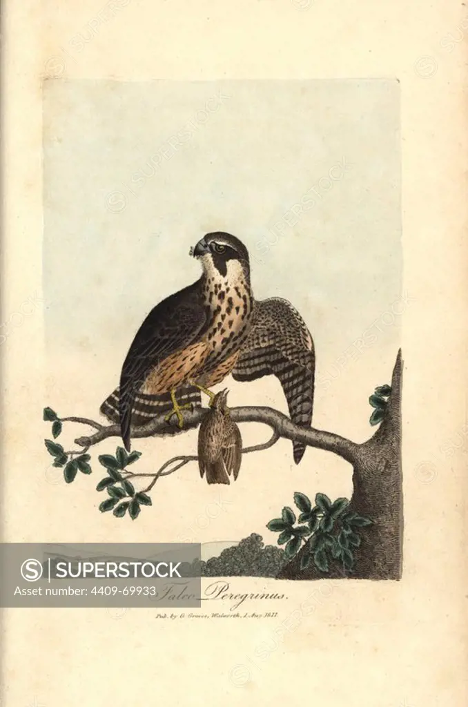 Peregrine falcon, Falco peregrinus. Handcoloured copperplate engraving by George Graves from "British Ornithology" 1811. Graves was a bookseller, publisher, artist, engraver and colorist and worked on botanical and ornithological books.