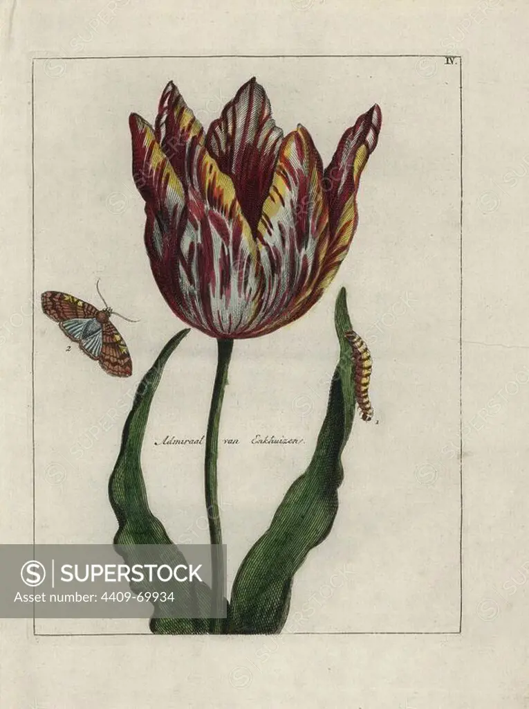 Admiral van Enkhuizen tulip, Tulipa gesneriana, with butterfly and caterpillar. Handcoloured copperplate botanical engraving from "Nederlandsch Bloemwerk" (Dutch Flower Arrangements), Amsterdam, J.B. Elwe, 1794. The artist of the fine plates is a mystery: the title bouquet has the signature of Paul Theodor van Brussel (1754-1795), the Dutch flower painter, and one auricula is "drawn from life" by A. Bres. According to Hunt, 30 plates show the influence of the famous French artist Nicolas Robert (1614-1685).