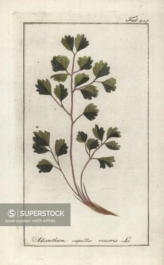 Venus hair fern, Adiantum capillus-veneris. Handcoloured copperplate botanical engraving from Johannes Zorn's "Afbeelding der Artseny-Gewassen," Jan Christiaan Sepp, Amsterdam, 1796. Zorn first published his illustrated medical botany in Nurnberg in 1780 with 500 plates, and a Dutch edition followed in 1796 published by J.C. Sepp with an additional 100 plates. Zorn (1739-1799) was a German pharmacist and botanist who collected medical plants from all over Europe for his "Icones plantarum medicinalium" for apothecaries and doctors.