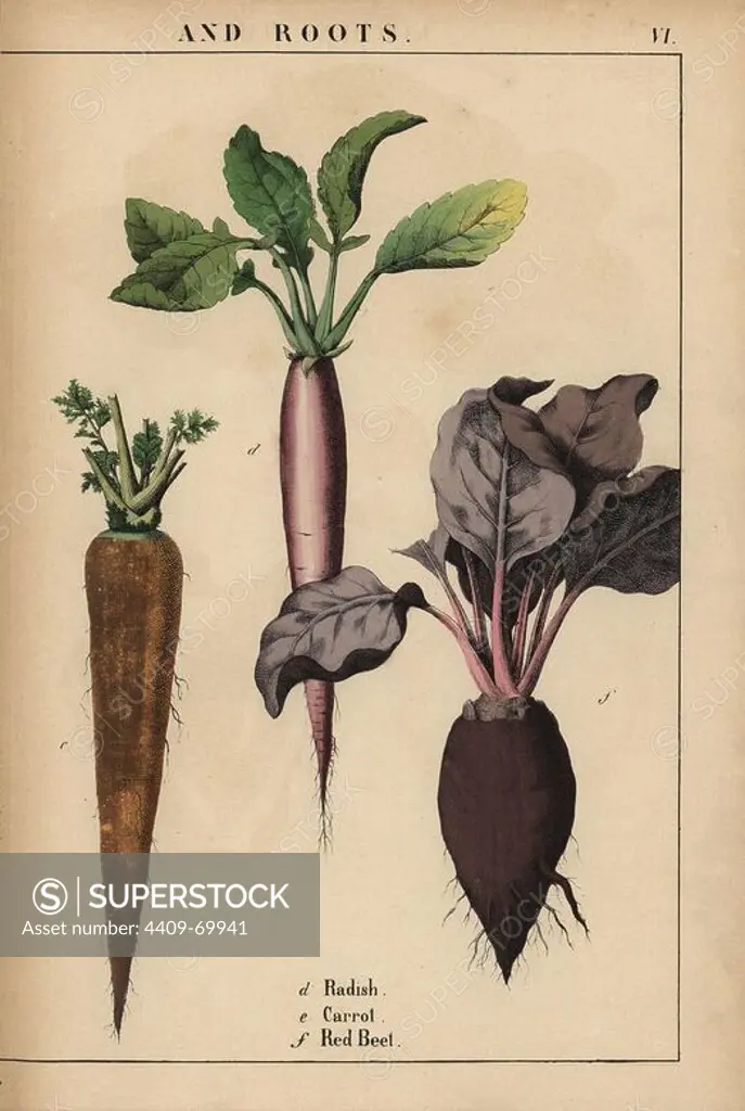 Radish, carrot and red beetroot.. Chromolithograph from "The Instructive Picturebook, or Lessons from the Vegetable World," Charlotte Mary Yonge, Edinburgh, 1858.
