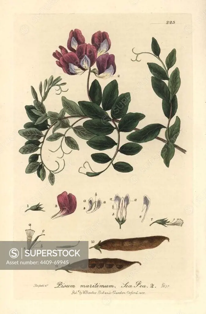 Sea pea, Pisum maritimum. Handcoloured copperplate engraving by J. Whessell from a drawing by Isaac Russell from William Baxter's "British Phaenogamous Botany" 1837. Scotsman William Baxter (1788-1871) was the curator of the Oxford Botanic Garden from 1813 to 1854.