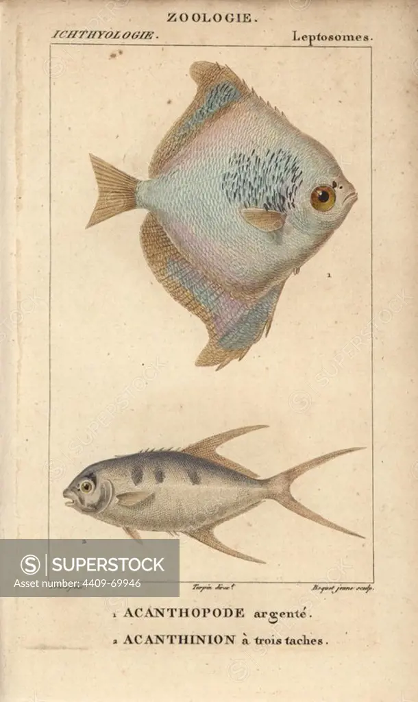 Silver moony, Monodactylus argenteus, Acanthopode argente, and pompano, Acanthinion a trois taches, Trachinotus ovatus. Handcoloured copperplate stipple engraving from Jussieu's "Dictionnaire des Sciences Naturelles" 1816-1830. The volumes on fish and reptiles were edited by Hippolyte Cloquet, natural historian and doctor of medicine. Illustration by J.G. Pretre, engraved by Boquet, directed by Turpin, and published by F. G. Levrault. Jean Gabriel Pretre (1780~1845) was painter of natural history at Empress Josephine's zoo and later became artist to the Museum of Natural History.