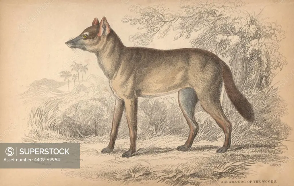 Aguara-dog of the woods, Dusicyon sylvestris. Unknown species. Handcoloured engraving on steel by William Lizars from a drawing by Colonel Charles Hamilton Smith from Sir William Jardine's "Naturalist's Library: Dogs" published by W. H. Lizars, Edinburgh, 1839.