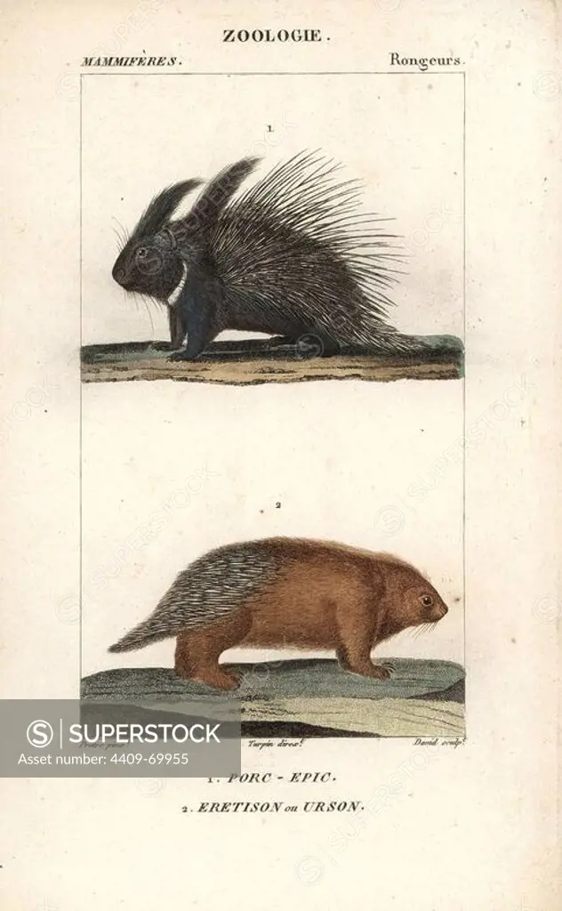 Crested porcupine, Hystrix cristata, and urson or North American porcupine, Erethizon dorsatum. Handcoloured copperplate stipple engraving from Frederic Cuvier's "Dictionary of Natural Science: Mammals," Paris, France, 1816. Illustration by J. G. Pretre, engraved by David, directed by Pierre Jean-Francois Turpin, and published by F.G. Levrault. Jean Gabriel Pretre (1780~1845) was painter of natural history at Empress Josephine's zoo and later became artist to the Museum of Natural History. Turpin (1775-1840) is considered one of the greatest French botanical illustrators of the 19th century.